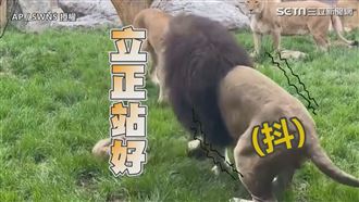 中二獅子爸鬧幼獅　老婆一出現秒聽話