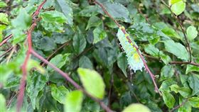 眉紋天蠶蛾(民眾賴永祥授權)