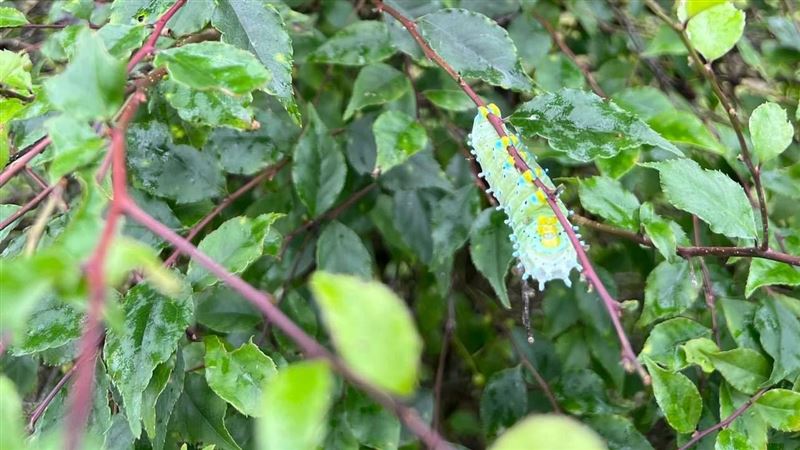 呆萌胖蟲「跳鋼管舞」　網：可愛死了