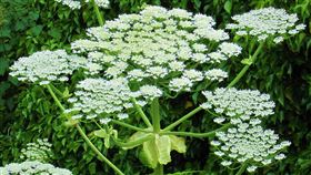 英國最危險植物，大豬草，4歲女童誤觸，手部紅腫冒巨大水泡 (圖／PIXABAY)