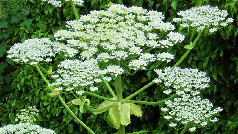 4歲童冒「黑色水泡」因1恐怖植物：燒傷