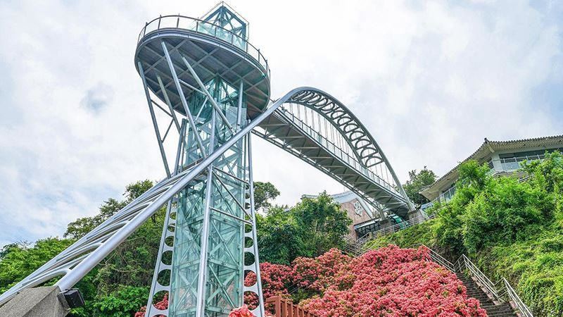 台南賞花秘境「粉萼花海」浪漫降臨！