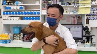 比特犬疑中毒　飼主懸賞6萬追凶