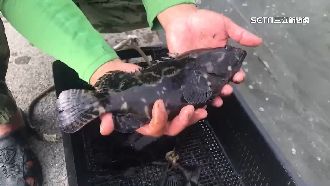 輸中石斑活魚船　3登錄養殖場未出貨