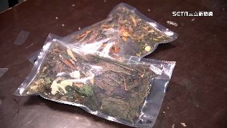 防疫藥材缺貨！掀「薄荷」盆栽自種潮