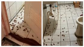 蟑螂,夏天,廁所