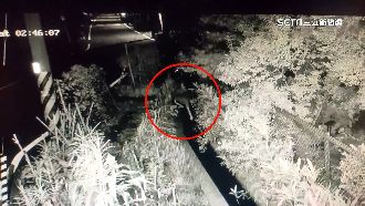 賊連2日暗夜光顧農場！攀折太陽能花