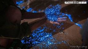 馬祖藍眼淚。（圖／06民宿據點授權提供）