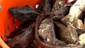 稱台灣石斑有禁藥 養殖戶:中國餵養三週才驗