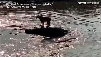 幼獅遭40隻鱷魚圍繞　驚險奔逃脫困