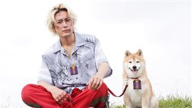 《難破MG5》飾演難破家犬「難破松」的柴犬，全部戲份拍攝結束後得到間宮祥太朗「大禮」，網友們大讚超可愛。（圖／KKTV提供）