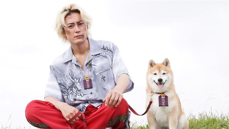 柴犬演員殺青！收大禮汪汪答謝超聰明