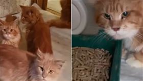 女子失聯半個月！警破門驚見屍體腐爛　被20隻緬因貓圍啃（圖／翻攝自kotocafe_kotedzh IG）