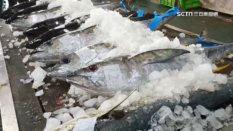 抓到魚也無處賣　鮪魚價格慘跌漁民苦