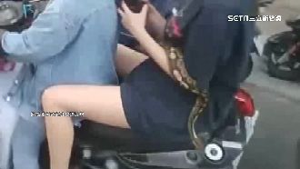 球蟒纏身坐機車後座　民眾目睹嚇壞