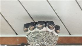 日本網友拍下燕子擠在小鳥巢的照片，燕子們逗趣表情掀起熱議。（圖／翻攝自推特@chibiko_todo）