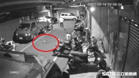 新北市，板橋，動保法，BB槍，野貓