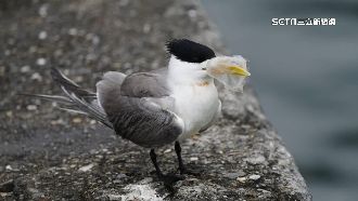 鳳頭燕鷗嘴卡果凍塑膠盒！無法進食