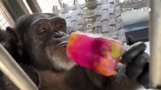 天氣好熱！壽山動物園動物吃冰棒消暑