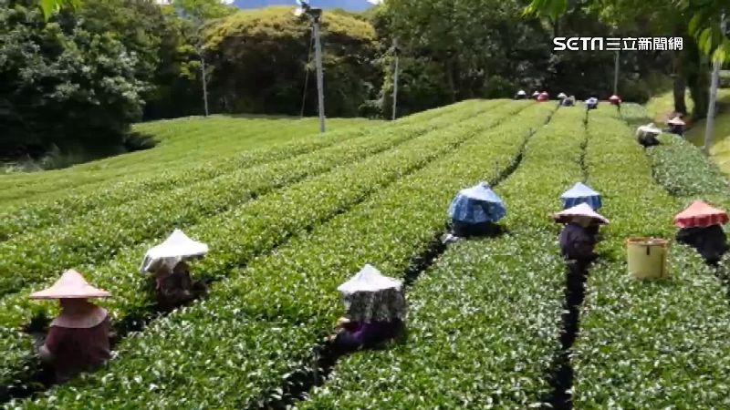 「茶界LV」福壽山茶葉！5百斤完售