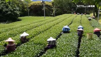 「茶界LV」福壽山茶葉！5百斤完售