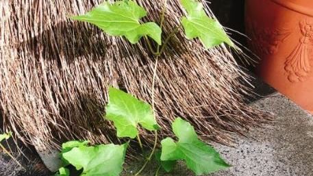 院子冒出「不明綠葉」網勸：快拔掉