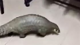 有網友分享，家裡闖入一隻穿山甲。（圖／翻攝自爆廢公社 臉書）