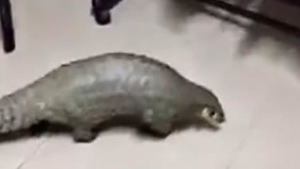 野生保育類突闖入　家中閒晃全場看傻