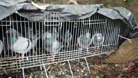 擄鴿集團在基隆山區、河床架網鴿勒贖飼主，警逮2人。 圖／記者李依璇翻攝
