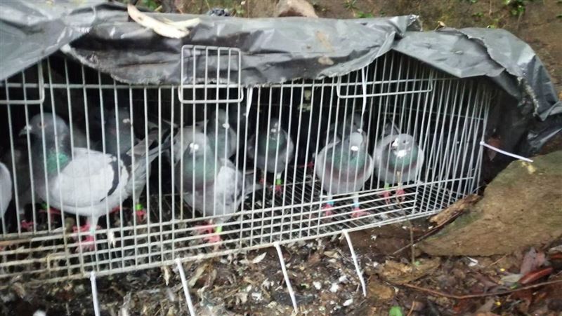 猖狂！8男全台山區河床網鴿勒贖海撈