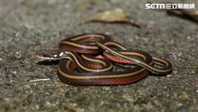 ▲臺灣瀕危金絲蛇 台灣四大美蛇（圖／陳惇聿攝影、特生中心提供）