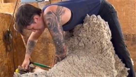 綿羊,除毛,年薪百萬