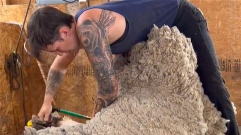 他除羊毛年薪百萬　重點部位要這樣剪