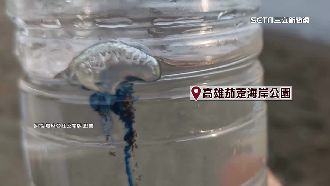 世界第3毒！高雄沙灘驚見僧帽水母