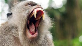 猴群,男嬰,猴子,坦尚尼亞,非洲,姆瓦姆貢戈村,綁架（示意圖／pixabay）