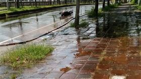 台中大雅，東大路二段，漏油，軍方用油 (圖／翻攝畫面)