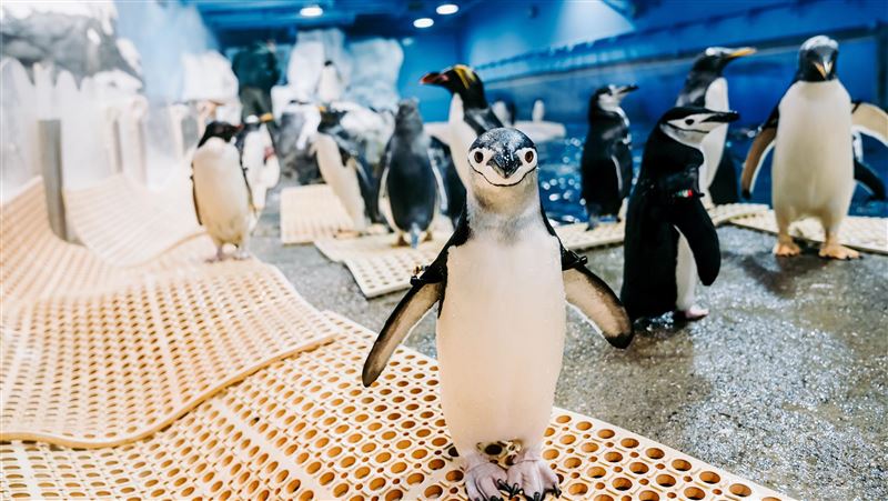 海生館飼育工作大不同引國人認識海洋