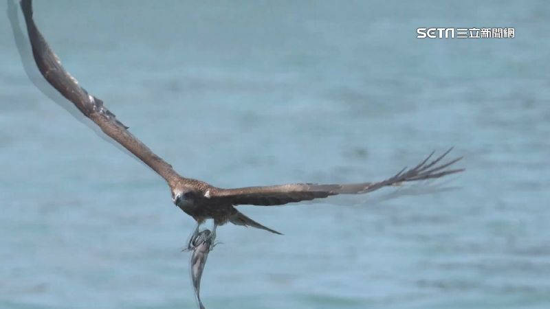空拍機升空拍港區　2度遭老鷹抓走