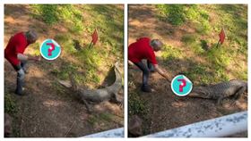 鱷魚,平底鍋,兵器