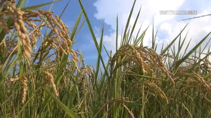 農業部參與COP28　分享農業自然碳匯經驗
