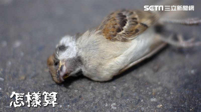 〈消失的海鳥Siau-sit &ecirc; h&aacute;i-tsi&aacute;u〉MV中出現鳥類的死亡以及一名女學生罹癌倒下，內容呈現出環境汙染對生態、人們健康的影響。（圖／黃稚嘉和搞頭王、林惇誠授權提供）