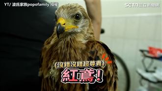 台灣最貴的猛禽　紅鳶寶寶叫聲萌