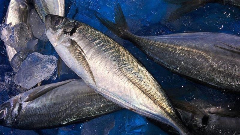 竹莢魚包裝「被確診」　農委會酸中國