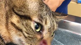 北市家貓遭槍擊　動保處：依法裁處和列管台北市文山區有家貓遭槍擊，北市警方26日逮捕29歲建築師吳男送辦。台北市動保處表示，吳男行為明顯已違反動物保護法第6條規定，後續將儘速約談他，依法進行後續調查及裁處，並通報社會安全網追蹤列管。（台北市動保處提供）中央社記者黃麗芸傳真  110年4月26日