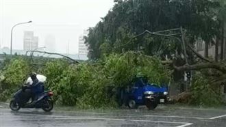 北市降大雨！20尺大樹倒塌砸車