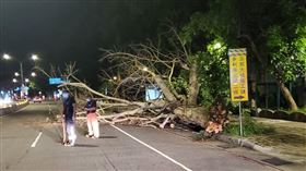 三峽5樓高路樹倒塌！7機車全壓毀