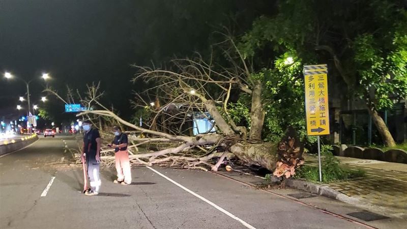 三峽5樓高路樹倒塌！7機車全壓毀