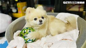 台中博美狗送洗，遭寵美師打頭後猝死。（圖／林小姐提供）