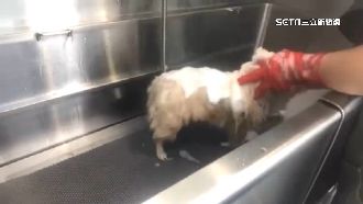 愛犬送洗卻慘死！美容師：是牠先咬我