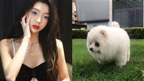 李紫婷、愛犬（圖／翻攝自李紫婷微博）
